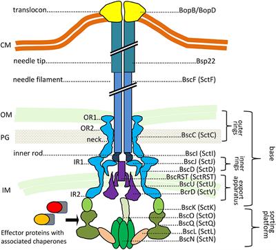 Bordetella Type III Secretion Injectosome and Effector Proteins